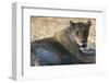 Lioness (Panthera Leo), Khwai Concession, Okavango Delta, Botswana, Africa-Sergio Pitamitz-Framed Photographic Print