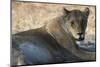 Lioness (Panthera Leo), Khwai Concession, Okavango Delta, Botswana, Africa-Sergio Pitamitz-Mounted Photographic Print