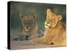 Lioness, Panthera Leo, Kruger National Park, South Africa, Africa-Ann & Steve Toon-Stretched Canvas