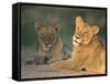 Lioness, Panthera Leo, Kruger National Park, South Africa, Africa-Ann & Steve Toon-Framed Stretched Canvas