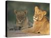 Lioness, Panthera Leo, Kruger National Park, South Africa, Africa-Ann & Steve Toon-Stretched Canvas