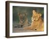 Lioness, Panthera Leo, Kruger National Park, South Africa, Africa-Ann & Steve Toon-Framed Photographic Print