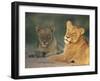 Lioness, Panthera Leo, Kruger National Park, South Africa, Africa-Ann & Steve Toon-Framed Photographic Print