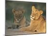 Lioness, Panthera Leo, Kruger National Park, South Africa, Africa-Ann & Steve Toon-Mounted Photographic Print