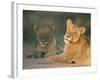 Lioness, Panthera Leo, Kruger National Park, South Africa, Africa-Ann & Steve Toon-Framed Photographic Print