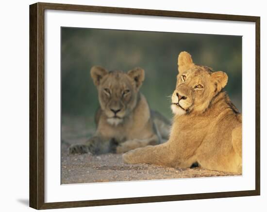 Lioness, Panthera Leo, Kruger National Park, South Africa, Africa-Ann & Steve Toon-Framed Photographic Print