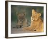 Lioness, Panthera Leo, Kruger National Park, South Africa, Africa-Ann & Steve Toon-Framed Photographic Print