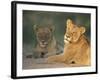 Lioness, Panthera Leo, Kruger National Park, South Africa, Africa-Ann & Steve Toon-Framed Photographic Print