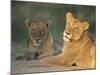 Lioness, Panthera Leo, Kruger National Park, South Africa, Africa-Ann & Steve Toon-Mounted Photographic Print