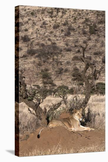 Lioness (Panthera Leo), Lewa Wildlife Conservancy, Laikipia, Kenya, East Africa, Africa-Ann and Steve Toon-Stretched Canvas