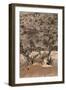 Lioness (Panthera Leo), Lewa Wildlife Conservancy, Laikipia, Kenya, East Africa, Africa-Ann and Steve Toon-Framed Photographic Print