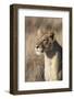 Lioness (Panthera Leo), Lewa Wildlife Conservancy, Laikipia, Kenya, East Africa, Africa-Ann and Steve Toon-Framed Photographic Print