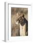 Lioness (Panthera Leo), Lewa Wildlife Conservancy, Laikipia, Kenya, East Africa, Africa-Ann and Steve Toon-Framed Photographic Print