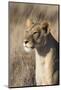 Lioness (Panthera Leo), Lewa Wildlife Conservancy, Laikipia, Kenya, East Africa, Africa-Ann and Steve Toon-Mounted Photographic Print