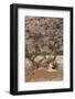 Lioness (Panthera Leo), Lewa Wildlife Conservancy, Laikipia, Kenya, East Africa, Africa-Ann and Steve Toon-Framed Photographic Print