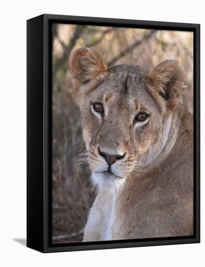 Lioness (Panthera Leo), Loisaba Wilderness Conservancy, Laikipia, Kenya, East Africa, Africa-Sergio Pitamitz-Framed Stretched Canvas