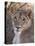 Lioness (Panthera Leo), Loisaba Wilderness Conservancy, Laikipia, Kenya, East Africa, Africa-Sergio Pitamitz-Stretched Canvas