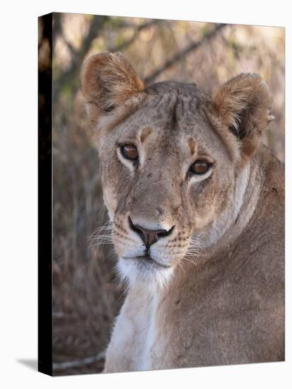 Lioness (Panthera Leo), Loisaba Wilderness Conservancy, Laikipia, Kenya, East Africa, Africa-Sergio Pitamitz-Stretched Canvas