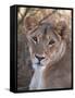 Lioness (Panthera Leo), Loisaba Wilderness Conservancy, Laikipia, Kenya, East Africa, Africa-Sergio Pitamitz-Framed Stretched Canvas