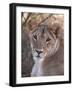 Lioness (Panthera Leo), Loisaba Wilderness Conservancy, Laikipia, Kenya, East Africa, Africa-Sergio Pitamitz-Framed Photographic Print