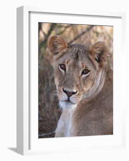 Lioness (Panthera Leo), Loisaba Wilderness Conservancy, Laikipia, Kenya, East Africa, Africa-Sergio Pitamitz-Framed Photographic Print