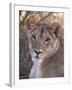 Lioness (Panthera Leo), Loisaba Wilderness Conservancy, Laikipia, Kenya, East Africa, Africa-Sergio Pitamitz-Framed Photographic Print