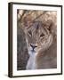 Lioness (Panthera Leo), Loisaba Wilderness Conservancy, Laikipia, Kenya, East Africa, Africa-Sergio Pitamitz-Framed Photographic Print