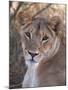 Lioness (Panthera Leo), Loisaba Wilderness Conservancy, Laikipia, Kenya, East Africa, Africa-Sergio Pitamitz-Mounted Photographic Print