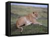 Lioness (Panthera Leo), Masai Mara National Reserve, Kenya, East Africa, Africa-Sergio Pitamitz-Framed Stretched Canvas