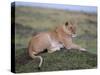 Lioness (Panthera Leo), Masai Mara National Reserve, Kenya, East Africa, Africa-Sergio Pitamitz-Stretched Canvas