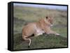 Lioness (Panthera Leo), Masai Mara National Reserve, Kenya, East Africa, Africa-Sergio Pitamitz-Framed Stretched Canvas