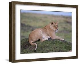 Lioness (Panthera Leo), Masai Mara National Reserve, Kenya, East Africa, Africa-Sergio Pitamitz-Framed Photographic Print