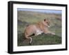 Lioness (Panthera Leo), Masai Mara National Reserve, Kenya, East Africa, Africa-Sergio Pitamitz-Framed Photographic Print