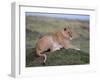 Lioness (Panthera Leo), Masai Mara National Reserve, Kenya, East Africa, Africa-Sergio Pitamitz-Framed Photographic Print