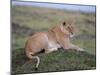 Lioness (Panthera Leo), Masai Mara National Reserve, Kenya, East Africa, Africa-Sergio Pitamitz-Mounted Photographic Print