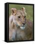 Lioness (Panthera Leo), Masai Mara National Reserve, Kenya, East Africa, Africa-Sergio Pitamitz-Framed Stretched Canvas