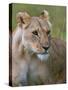 Lioness (Panthera Leo), Masai Mara National Reserve, Kenya, East Africa, Africa-Sergio Pitamitz-Stretched Canvas
