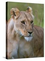 Lioness (Panthera Leo), Masai Mara National Reserve, Kenya, East Africa, Africa-Sergio Pitamitz-Stretched Canvas