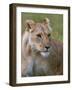 Lioness (Panthera Leo), Masai Mara National Reserve, Kenya, East Africa, Africa-Sergio Pitamitz-Framed Photographic Print