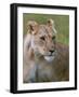 Lioness (Panthera Leo), Masai Mara National Reserve, Kenya, East Africa, Africa-Sergio Pitamitz-Framed Photographic Print