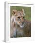 Lioness (Panthera Leo), Masai Mara National Reserve, Kenya, East Africa, Africa-Sergio Pitamitz-Framed Photographic Print