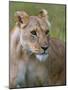 Lioness (Panthera Leo), Masai Mara National Reserve, Kenya, East Africa, Africa-Sergio Pitamitz-Mounted Photographic Print