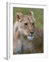 Lioness (Panthera Leo), Masai Mara National Reserve, Kenya, East Africa, Africa-Sergio Pitamitz-Framed Photographic Print