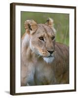 Lioness (Panthera Leo), Masai Mara National Reserve, Kenya, East Africa, Africa-Sergio Pitamitz-Framed Photographic Print