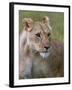 Lioness (Panthera Leo), Masai Mara National Reserve, Kenya, East Africa, Africa-Sergio Pitamitz-Framed Photographic Print