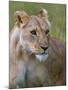 Lioness (Panthera Leo), Masai Mara National Reserve, Kenya, East Africa, Africa-Sergio Pitamitz-Mounted Photographic Print