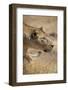 Lioness (Panthera leo), Ngorongoro Crater, Tanzania, East Africa, Africa-Ashley Morgan-Framed Photographic Print