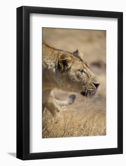 Lioness (Panthera leo), Ngorongoro Crater, Tanzania, East Africa, Africa-Ashley Morgan-Framed Photographic Print