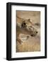 Lioness (Panthera leo), Ngorongoro Crater, Tanzania, East Africa, Africa-Ashley Morgan-Framed Photographic Print