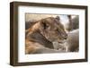 Lioness (Panthera Leo), Okavango Delta, Botswana, Africa-Sergio Pitamitz-Framed Photographic Print